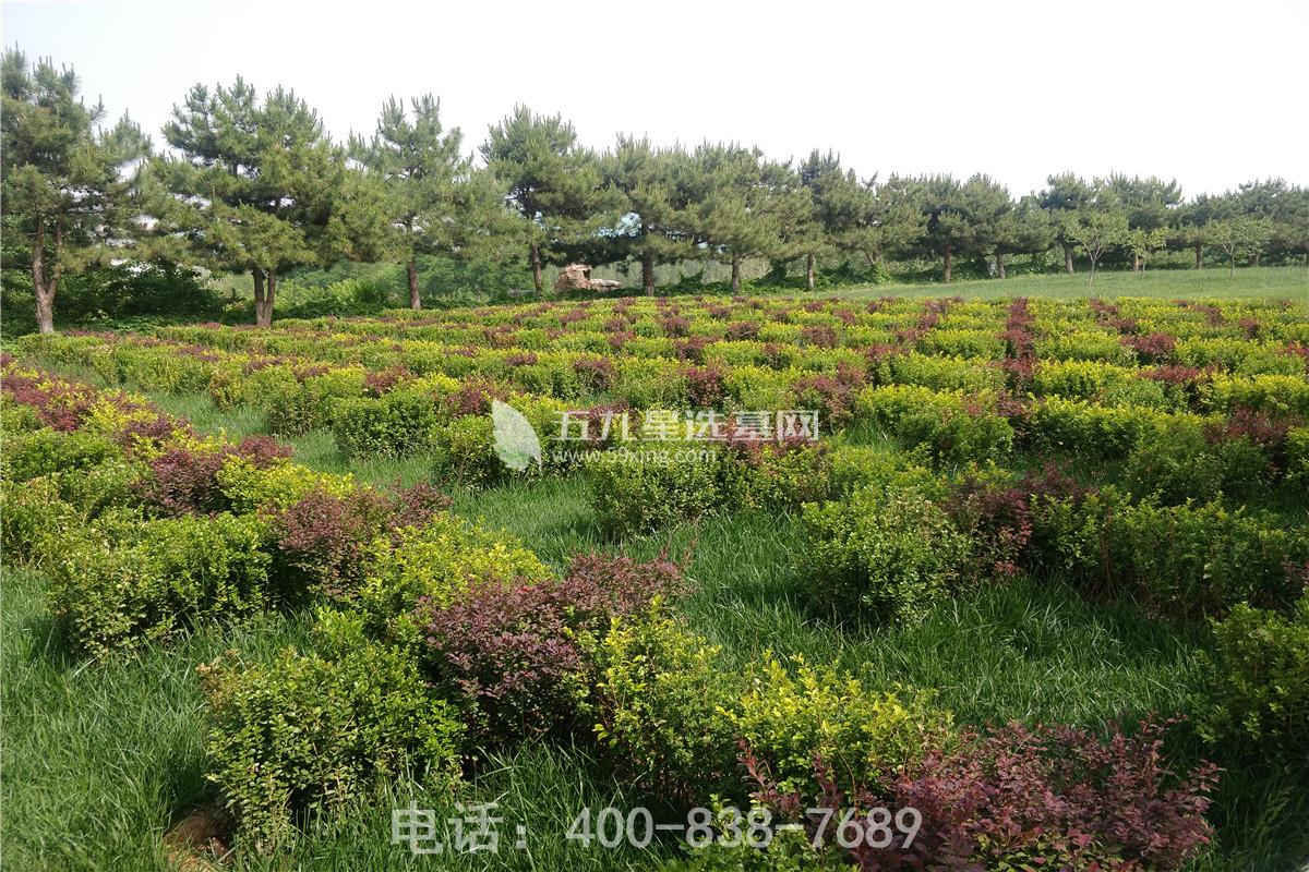 灵山宝塔陵园草地